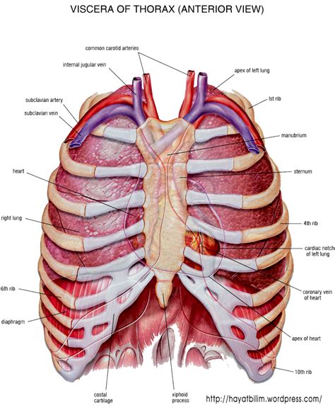 torayx|Anatomy, Thorax .